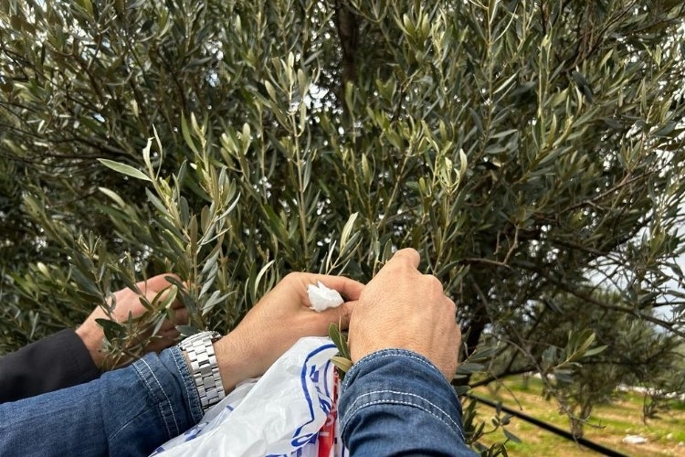 Muğla Milas Zeytin Ağaçlarına Verilen Önem Artıyor