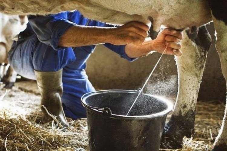 Ticari Süt İşletmelerinden Yüksek Verim