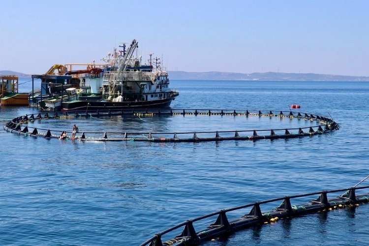 İzmir'deki Orkinos Çiftlikleri Dünya Piyasalarına Açılıyor